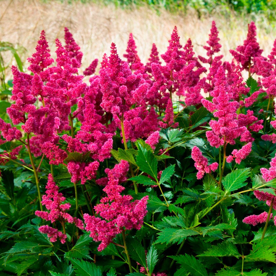 Astilbe Chinese Dwarf 'Veronica Klose' False Spirea