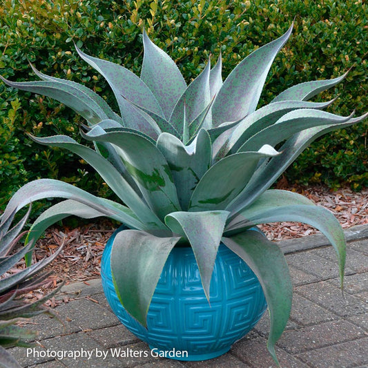 Mangave Mad About Mangave® 'Aztec King'
