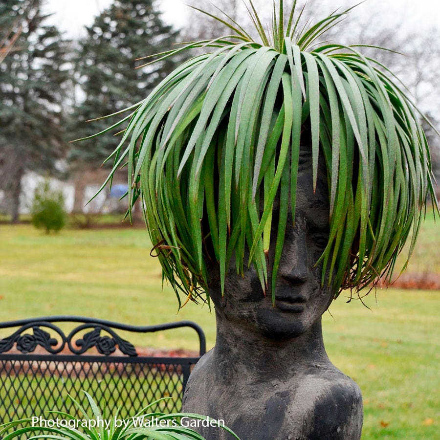 mangave succulent Mangave Mad About Mangave® 'Bad Hair Day'