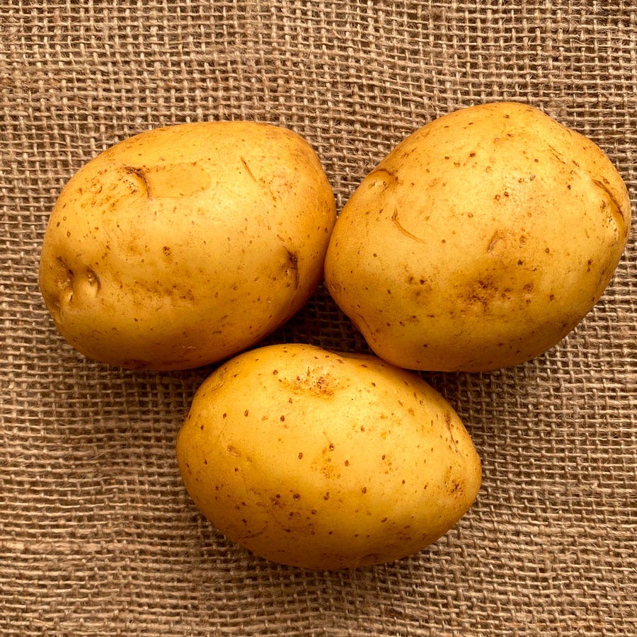 Golden Globe' Potato - 2 Pound Bag – Wayside Gardens