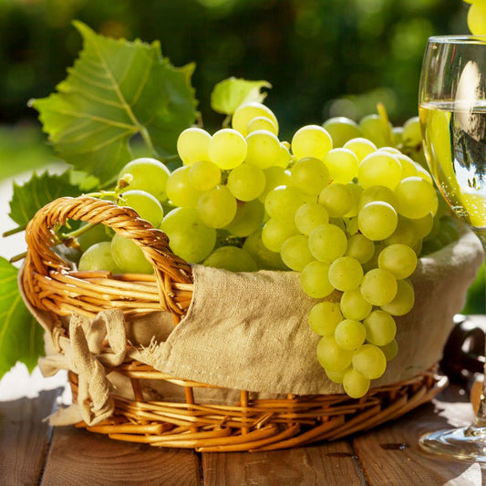 Vitis Elvira White Grape