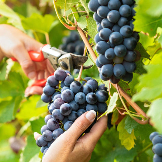 Vitis Concord Blue Seedless Grape