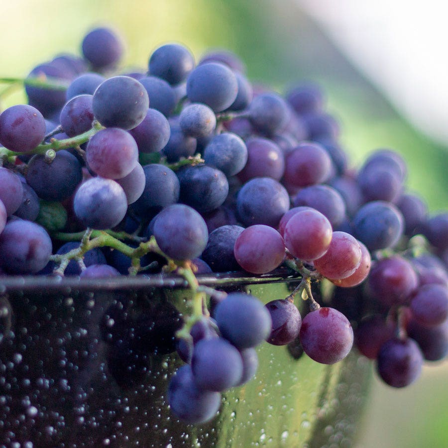 Vitis Concord Blue Seedless Grape
