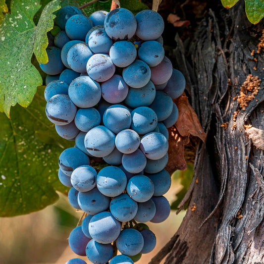 Vitis Frontenac Blue Grape