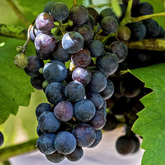 Vitis St Croix Red Grape