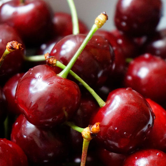 Prunus 'Kristin' Cherry