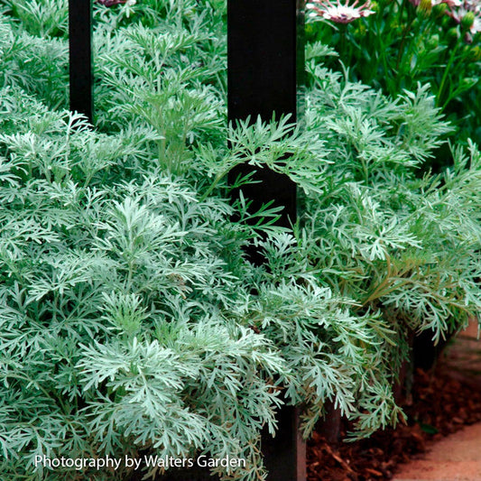 Artemisia 'Powis Castle' Wormwood