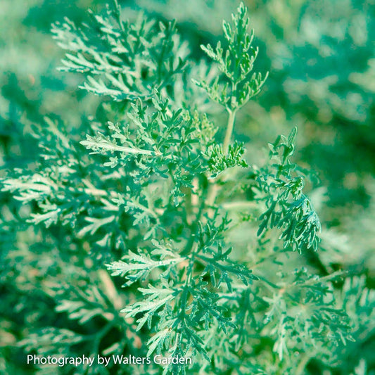 Artemisia 'Powis Castle' Wormwood
