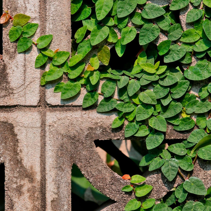 trailing ficus pumila hanging plant Ficus pumila Creeping Fig | 1-Quart