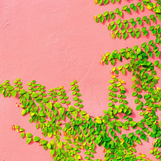 Ficus pumila Creeping Fig