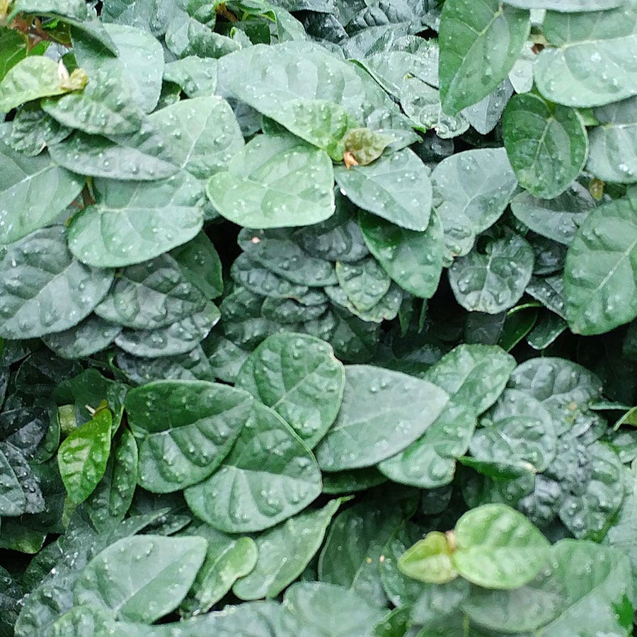 Ficus pumila Creeping Fig