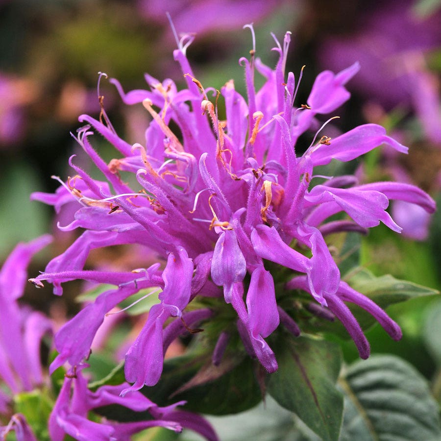 Monarda Balmy™ Lilac Bee Balm