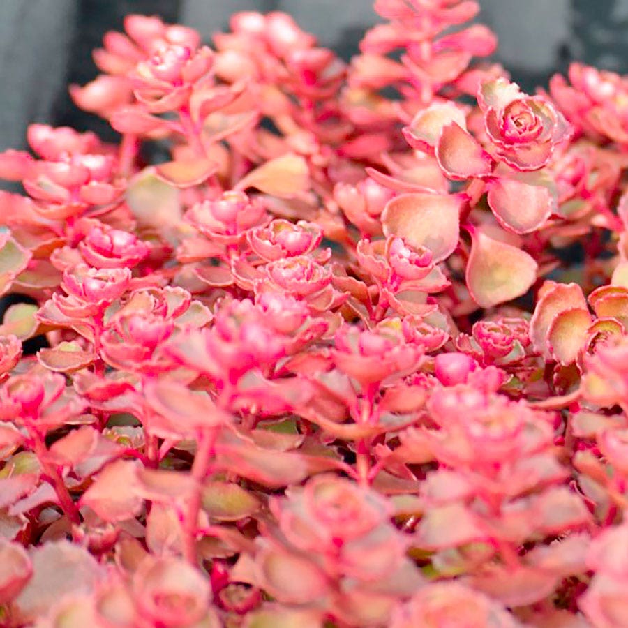 succulent dragon's blood Sedum 'Dragon's Blood' Stonecrop – Wayside Gardens