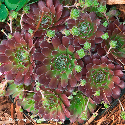 Sempervivum 'Pilioseum' Hens & Chicks