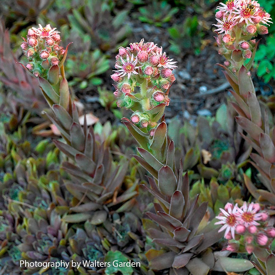 purple flower succulent Sempervivum 'Purple Beauty' Hens & Chicks – Wayside Gardens