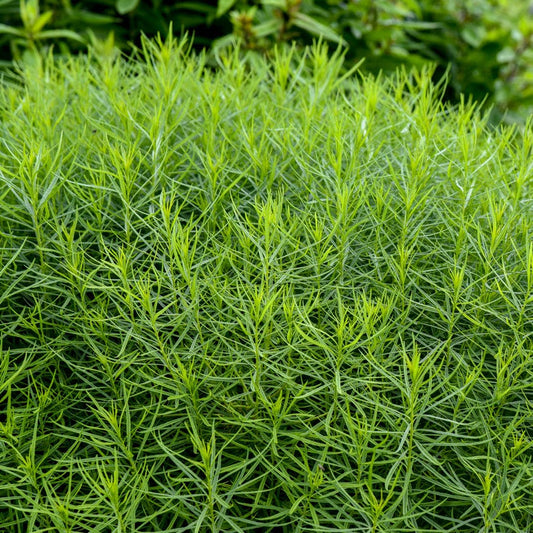 Amsonia 'String Theory' Bluestar