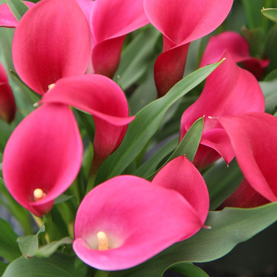 Zantedeschia Callafornia® Red Calla Lily Bulb