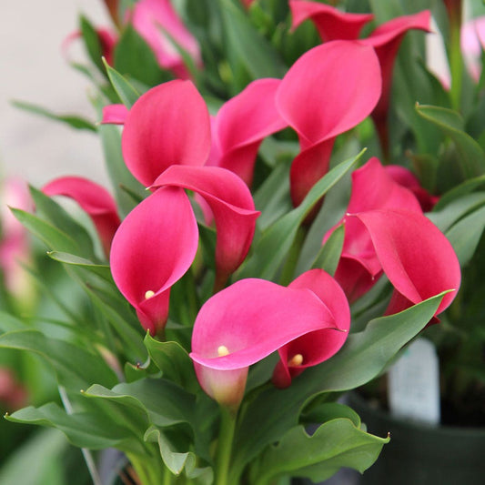 Zantedeschia Callafornia® Red Calla Lily Bulb