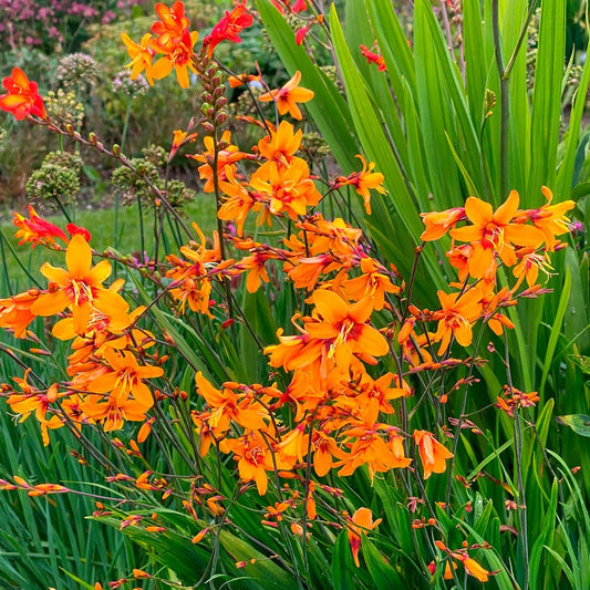 Crocosmia 'Emily McKenzie' Falling Stars Bulbs