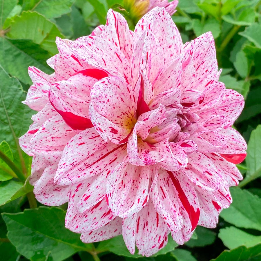 Dahlia Decorative Go Go Speckled Bulb