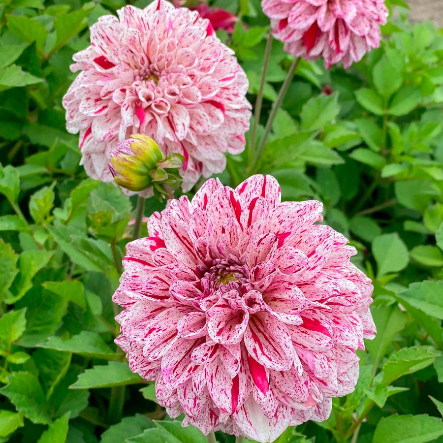 Dahlia Decorative Go Go Speckled Bulb