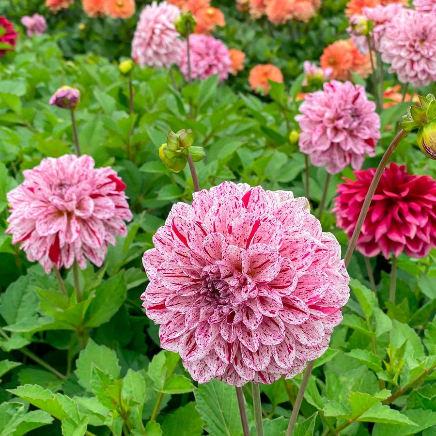 Dahlia Decorative Go Go Speckled Bulb