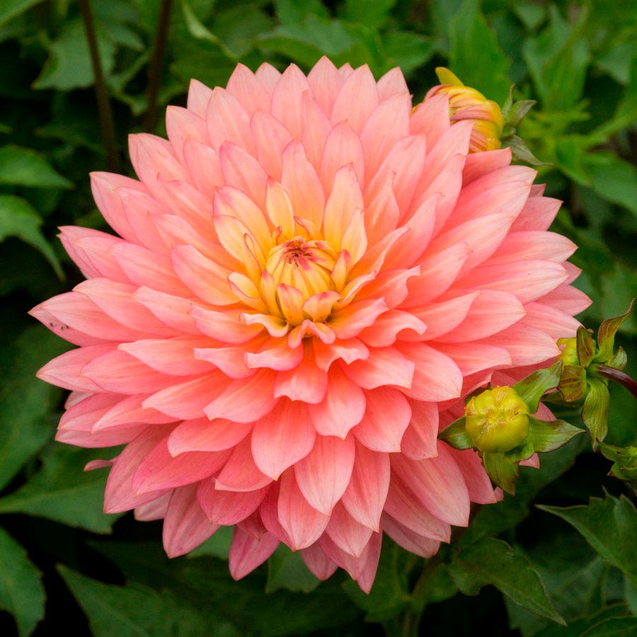 Dahlia 'Extase' Decorative Pink Dahlia Bulb