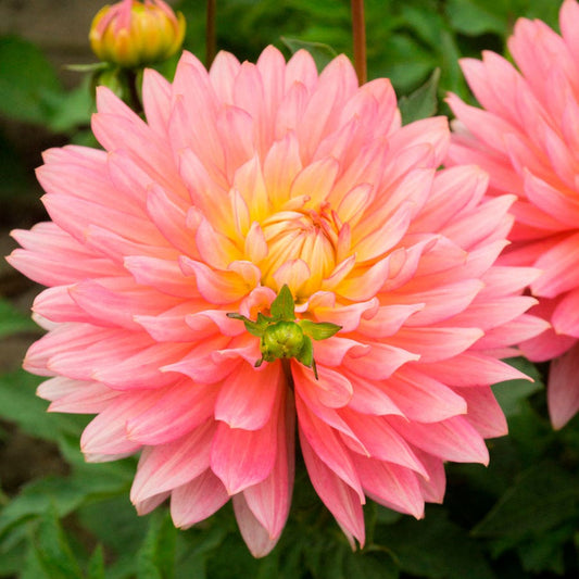 Dahlia 'Extase' Decorative Pink Dahlia Bulb