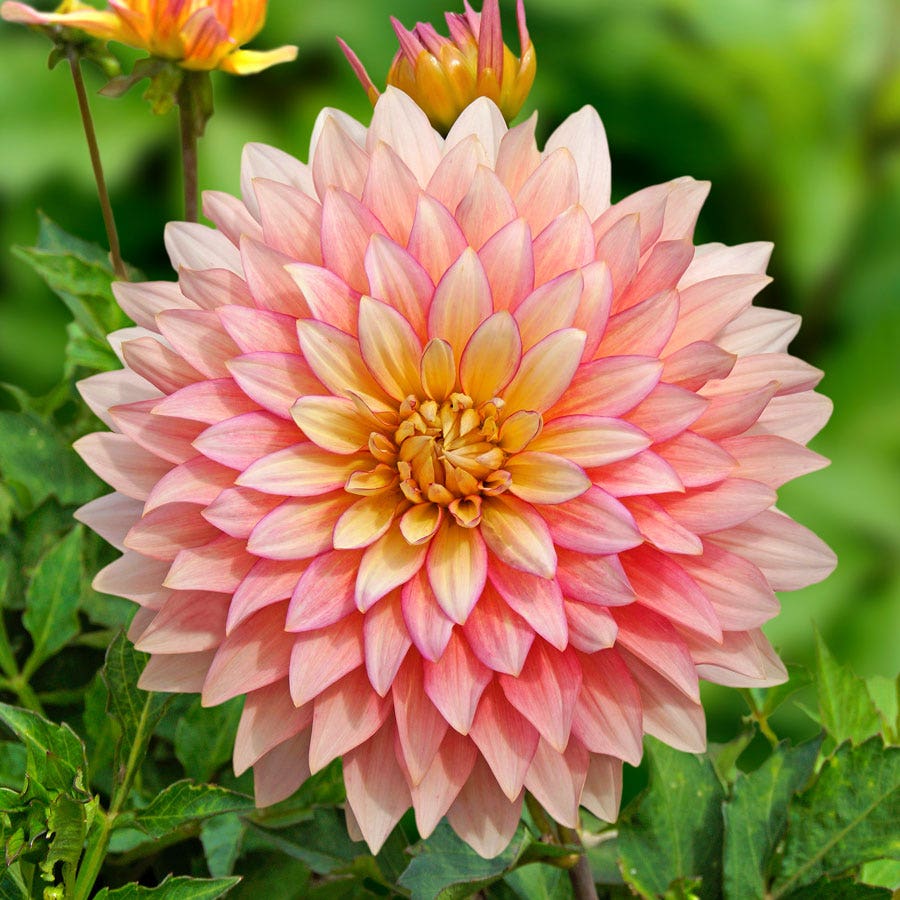 Dahlia 'Extase' Decorative Pink Dahlia Bulb