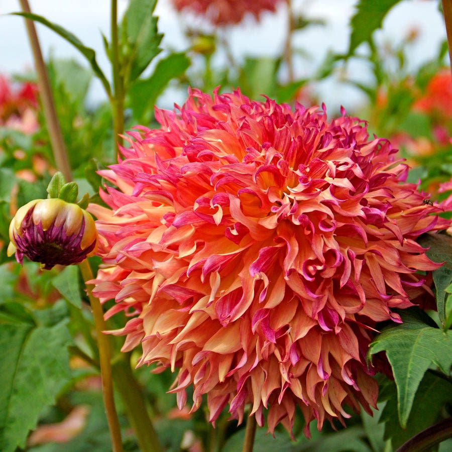 Myrtle's Folly Dinner Plate Dahlia Bulb