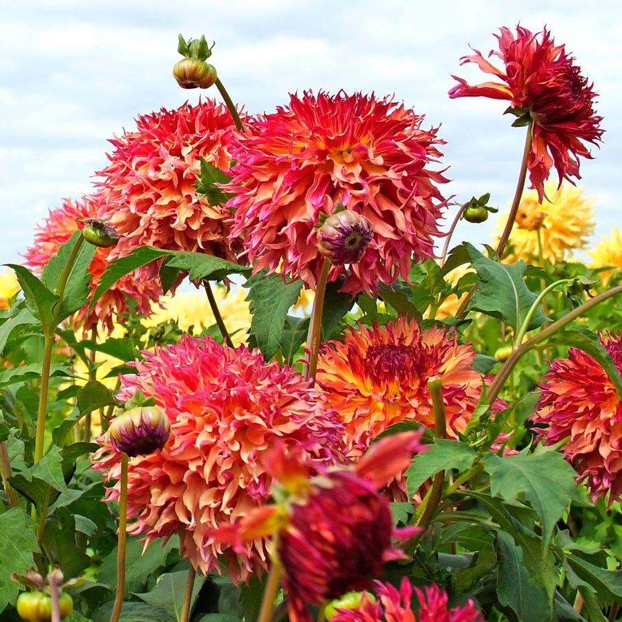Myrtle's Folly Dinner Plate Dahlia Bulb