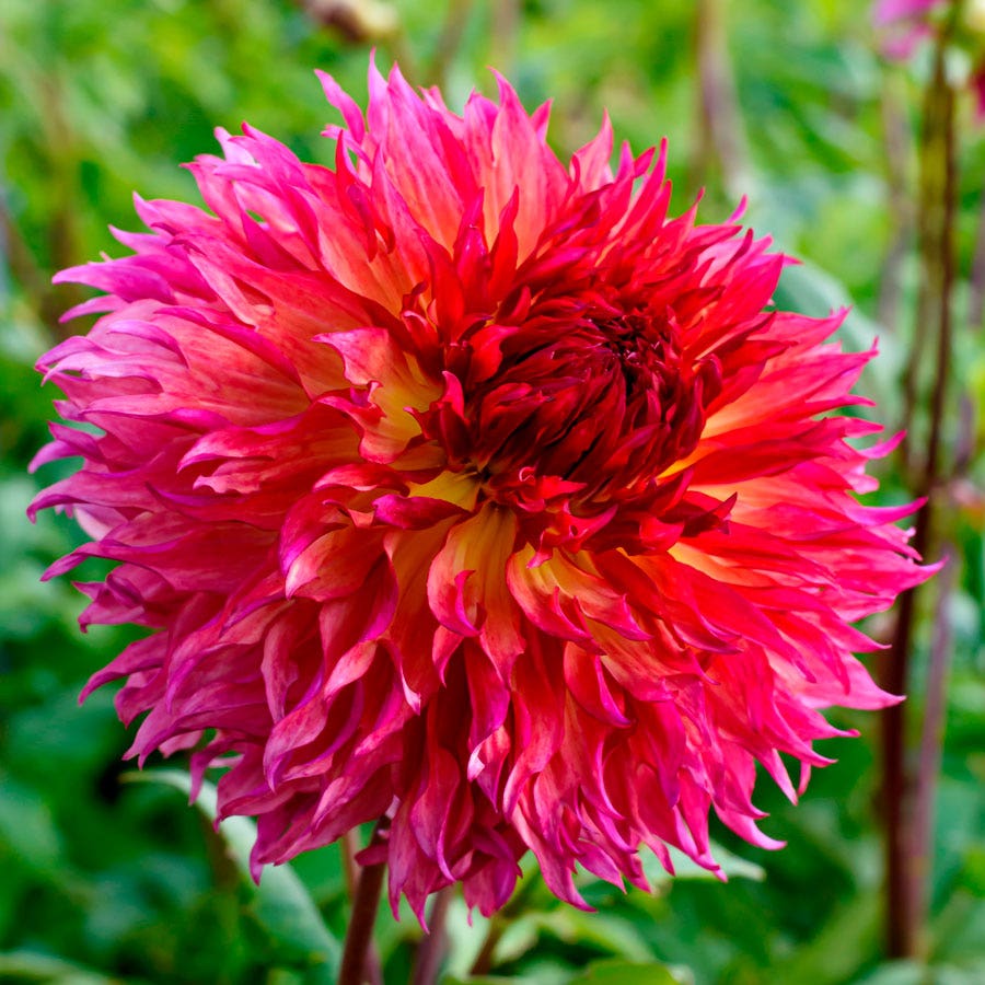 Myrtle's Folly Dinner Plate Dahlia Bulb