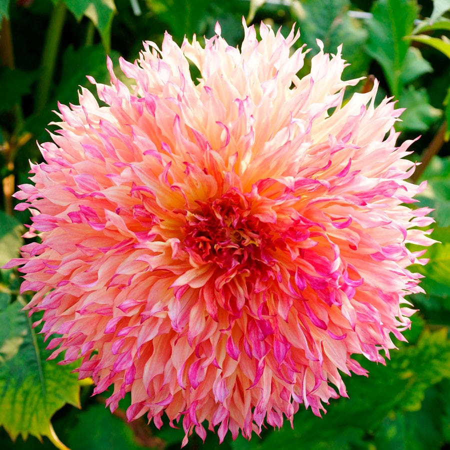 Myrtle's Folly Dinner Plate Dahlia Bulb