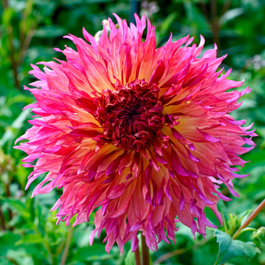 Myrtle's Folly Dinner Plate Dahlia Bulb