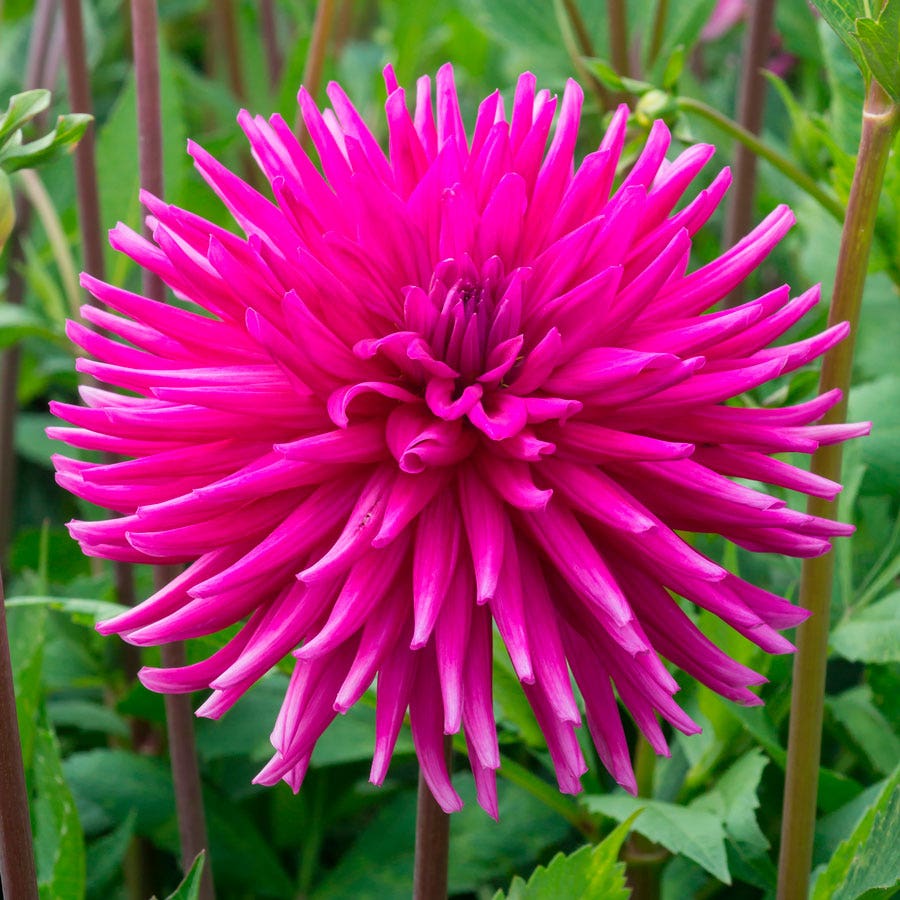 Dahlia 'Purple Gem' Cactus Bulb