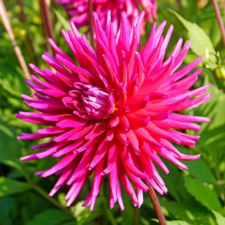 Dahlia 'Purple Gem' Cactus Bulb