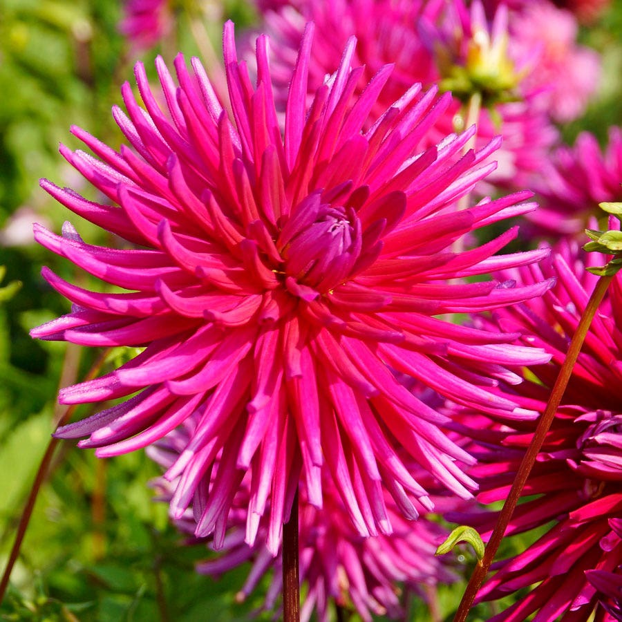 Dahlia 'Purple Gem' Cactus Bulb