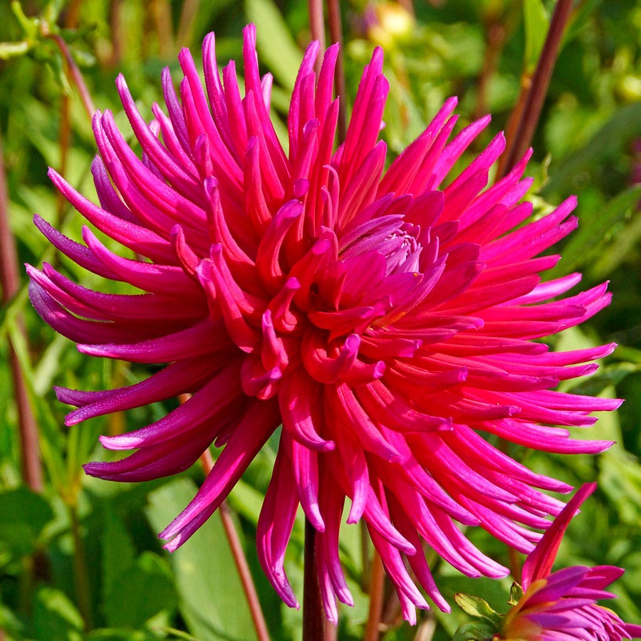 Dahlia 'Purple Gem' Cactus Bulb
