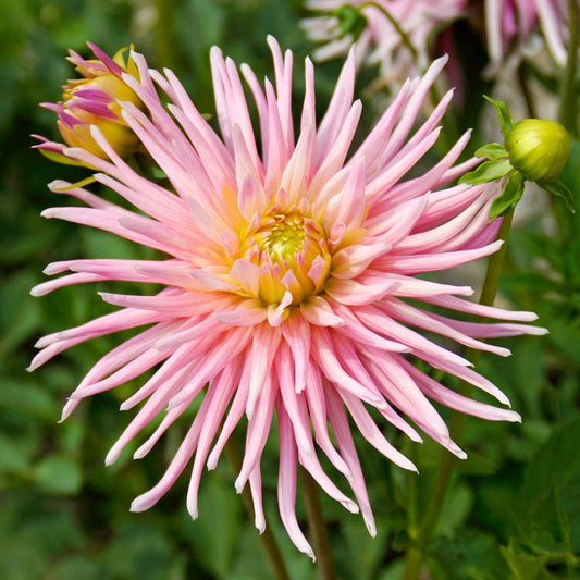 Dahlia 'Park Princess' Cactus Dahlia Bulb