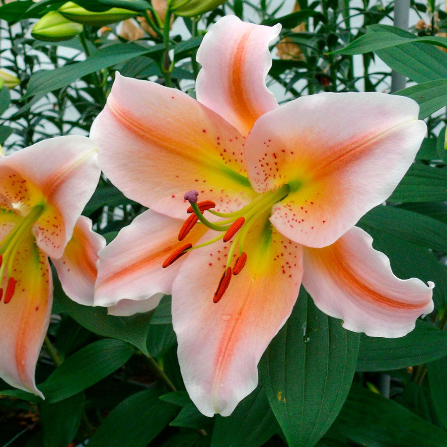 pink asiatic lily bulbs Lilium 'Salmon Party' Oriental Lily Bulbs – Wayside Gardens