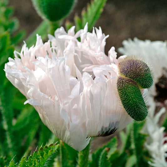 Papaver White Ruffles Poppy Bulb