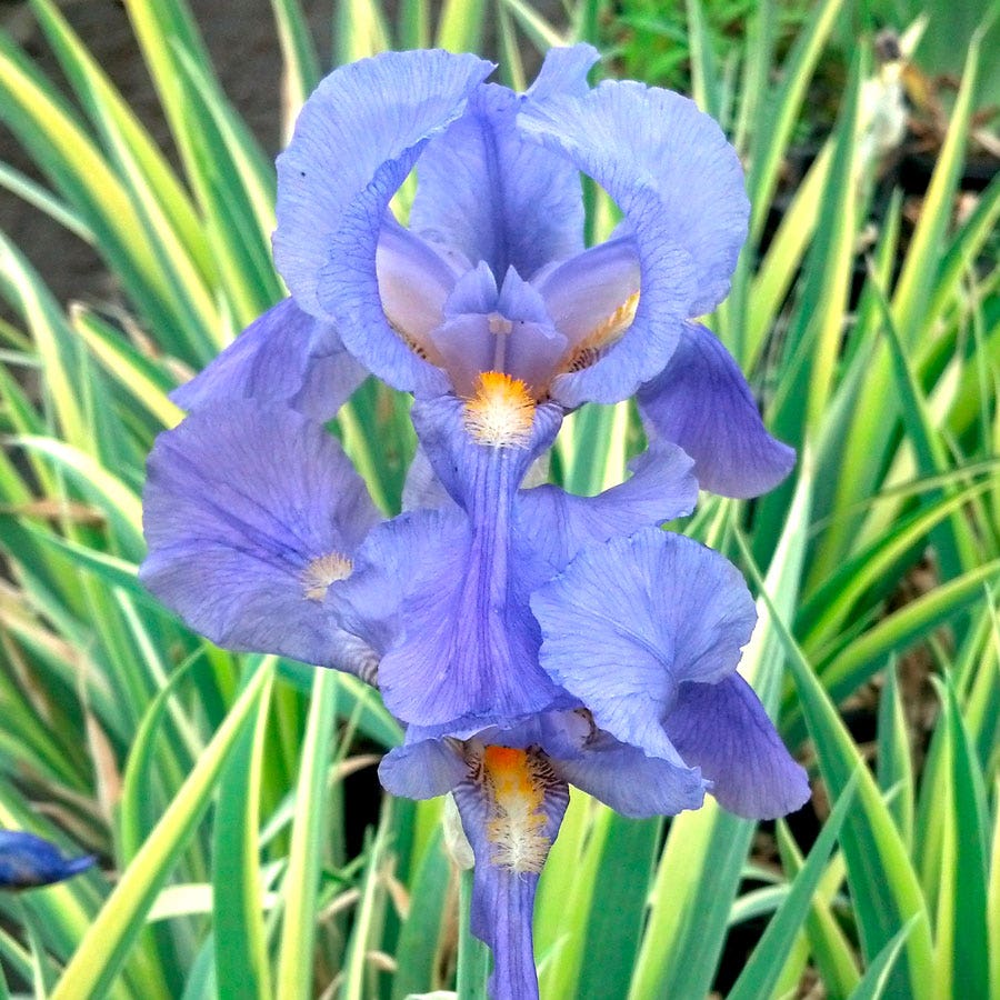 lavender iris flower Iris 'Albo Variegata' – Wayside Gardens