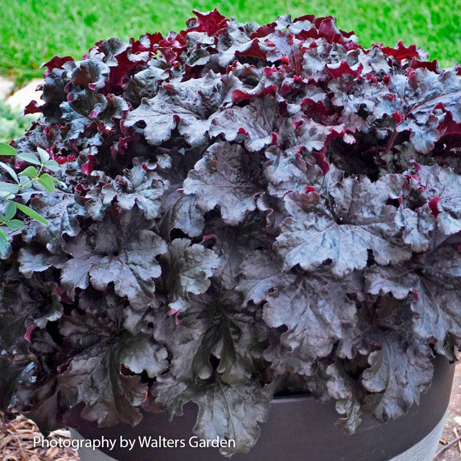 heuchera red dress Heuchera 'Red dress' / Coral Bells plants in a bicycle basket on a Nursery Display at the RHS Wisley autumn flower show. Surrey. UK Stock Photo