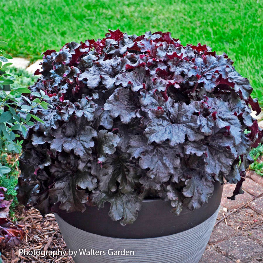 Heuchera Dressed Up® 'Evening Gown' Coral Bells