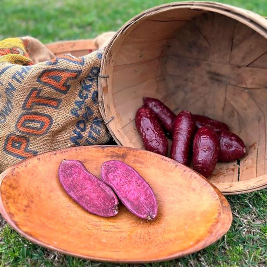 Ipomoea Purple Passion Sweet Potato Slips