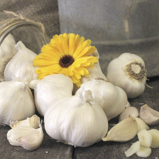 Garlic Silver Rose Bulbs