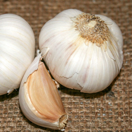 Garlic California Late Bulbs