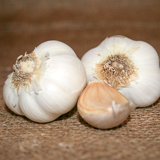 Garlic California Select Bulbs