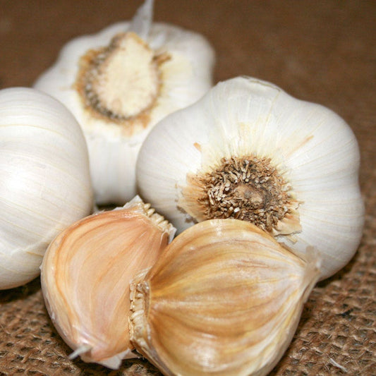 Garlic S&H Silver Bulbs