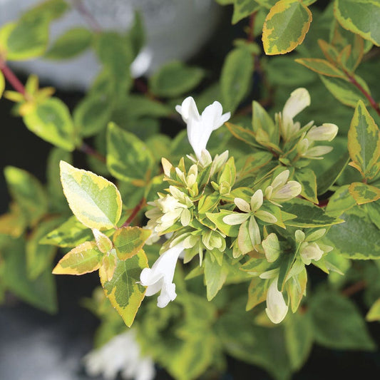 Abelia Brilliantina™